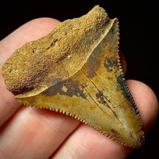 Great White Shark Tooth 1.55"