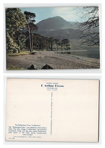 Postcard buttermere pines - postcard,