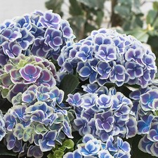 Hydrangea bavaria xxl - 2x, 'bavaria'