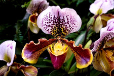 PAPHIOPEDILUM " COPENHAGEN"