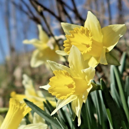 Wild daffodil bulbs top - 10,