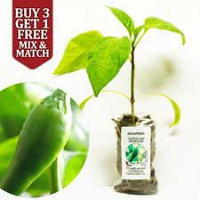 Jalapeno Chilli Pepper Plug