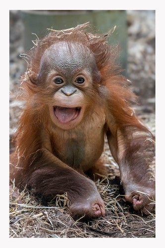 Blackpool zoo cute baby - baby, animal