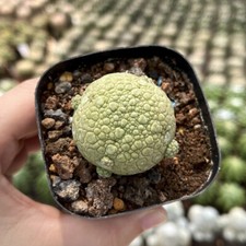 2PCS 3CM Succulent Cactus