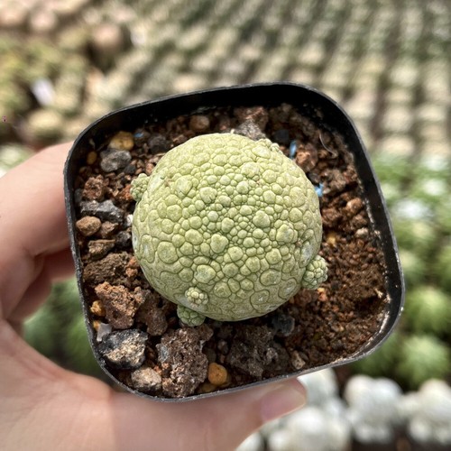 2pcs 3cm succulent cactus - 2pcs,