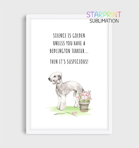 Bedlington terrier picture - terrier,