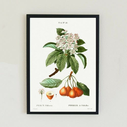 Pyrus botanical fruit vintage - fruit,