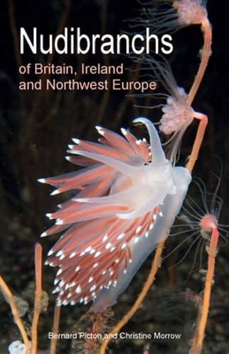 Nudibranchs britain - nudibranchs, of