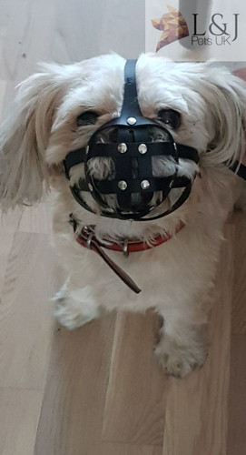 Leather dog muzzle - muzzle, |