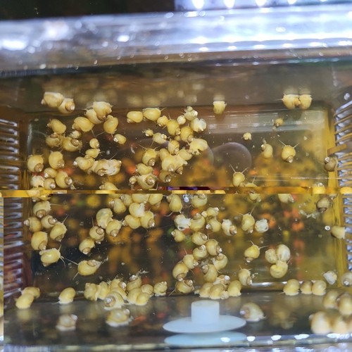 Pack golden albino - 3,