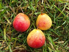 Service tree sorbus - service,