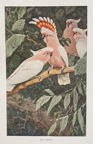 Original print fauna - original,