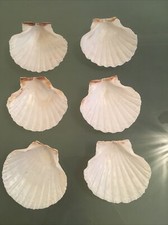 6  X 10-11cm Natural Scallop