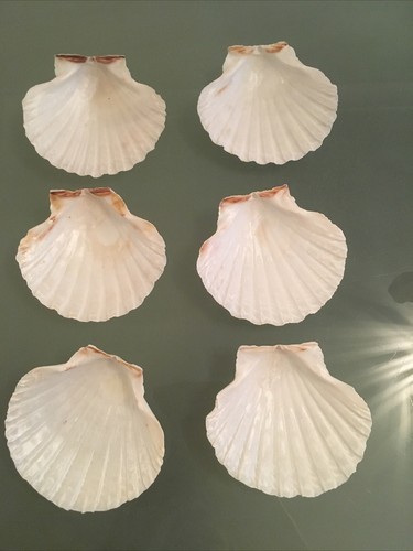 11cm natural scallop - ,