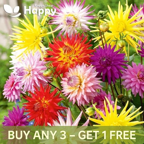 Cactus flowered hybrids mix - hybrids,