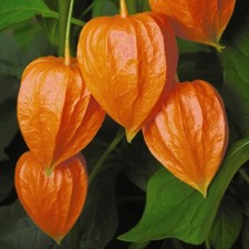 T&M Physalis Chinese Lantern