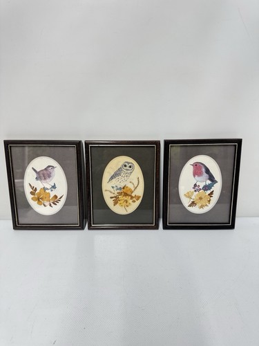 Vintage framed bird prints - framed,