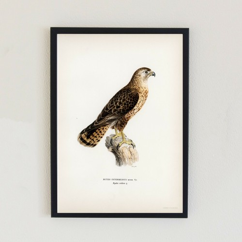 Vintage birds illustration - birds,