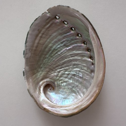 Abalone shell natural sea - abalone,