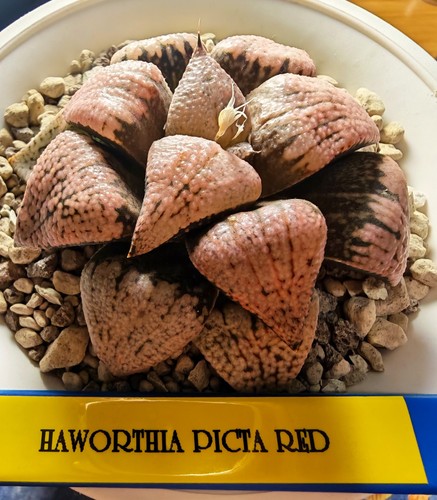 Haworthia picta red - picta,
