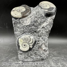 Genuine Goniatite & Orthoceras