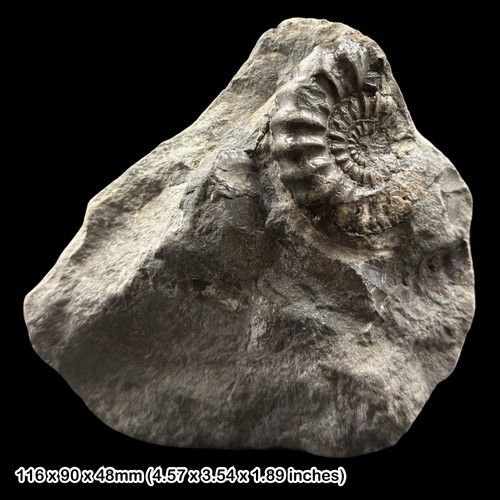Androgynoceras ammonite fossil - ammonite,