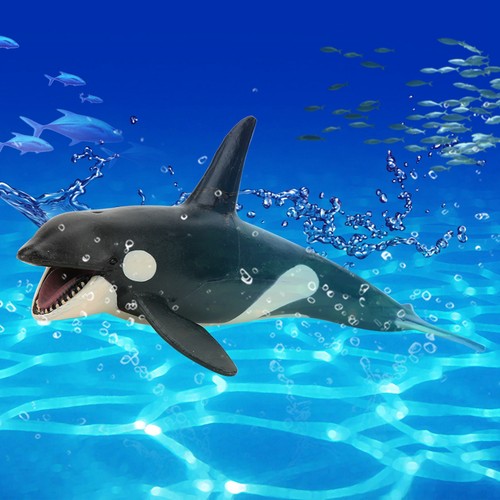 Aklosipy killer whale - aklosipy,