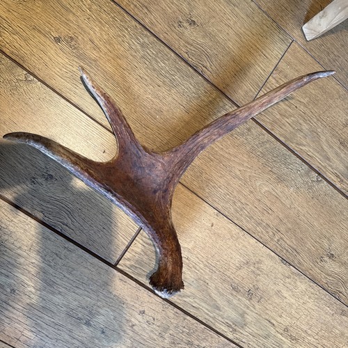 Moose antler naturally - antler,, shed