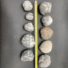 10 Fossil flint echinoid sea
