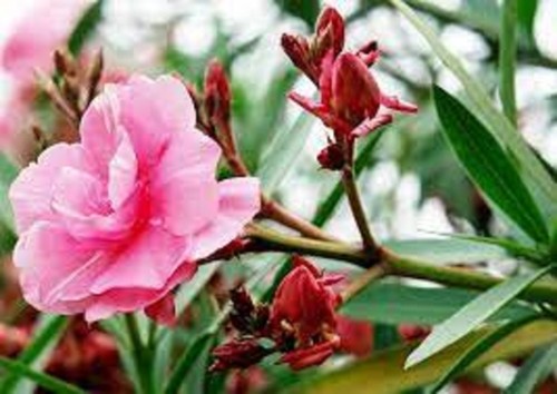 Scarlet pink scented - pink,