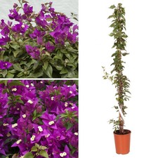 Bougainvillea Bush