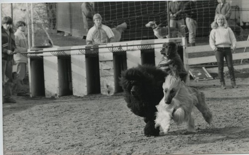 Crufts champion dog - champion, montravi