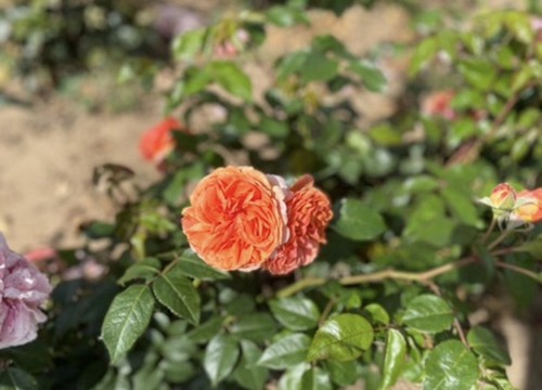 Beautiful rose plant duchess - rose,