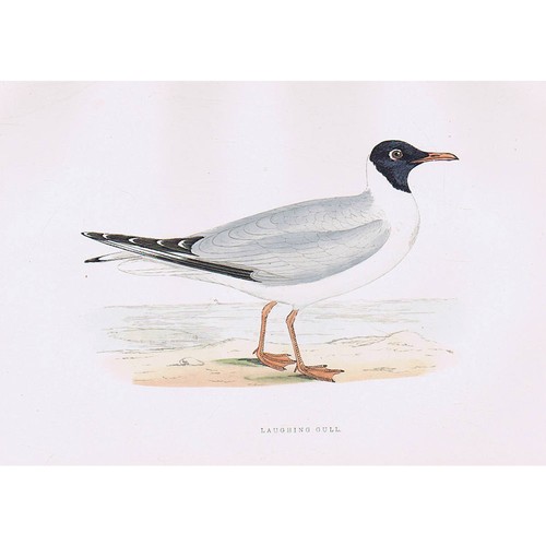 Birds laughing gull hand - -,