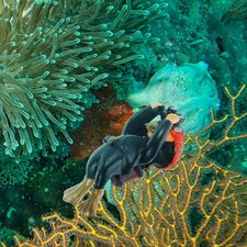 Fish Tank Landscaping