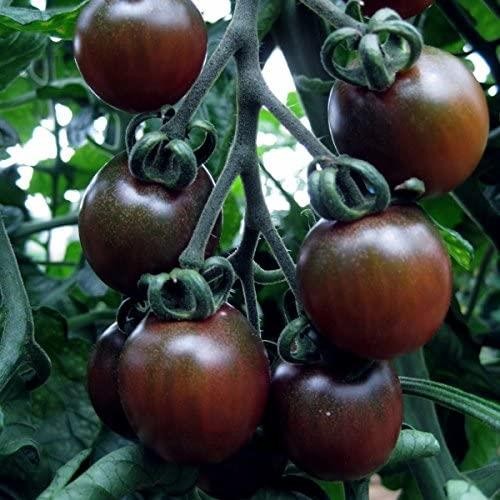 Tomato black chocolate - 'black,