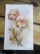 CLUMBER SPANIELS Arthur Wardle