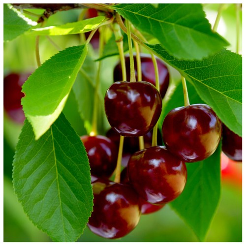 Early rivers cherry tree - rivers,