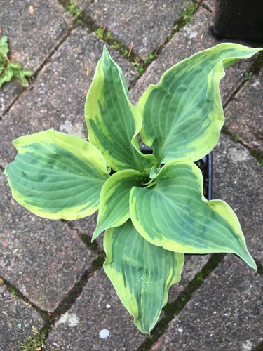 Hosta lacy belle cross - -,