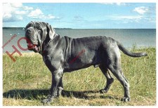 Picture Postcard::Dog, Neapolitan Mastiff