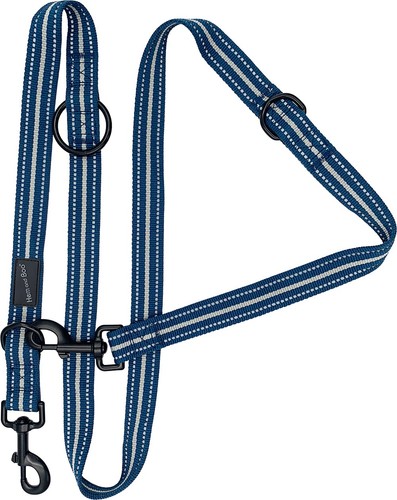 Training dog leash lead - training,
