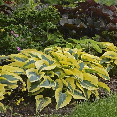 Hosta shadowland autumn frost - hosta,