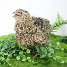 Jumbo Coturnix Quail Eggs Brown/Wild type for Hatching, Fertile Quail Eggs from