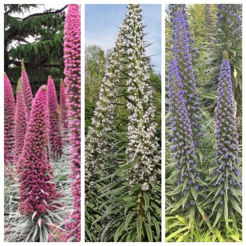 Echium colours mix tower - 15, mix_tower