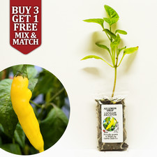 Aji Lemon Drop - Limon Chilli