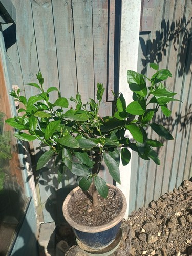 Lime citrus tree - lime, fragrant