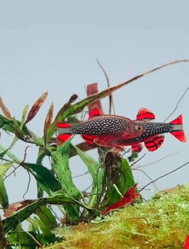 Celestial pearl danio - 10+1,