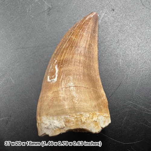 Genuine mosasaur tooth - genuine,