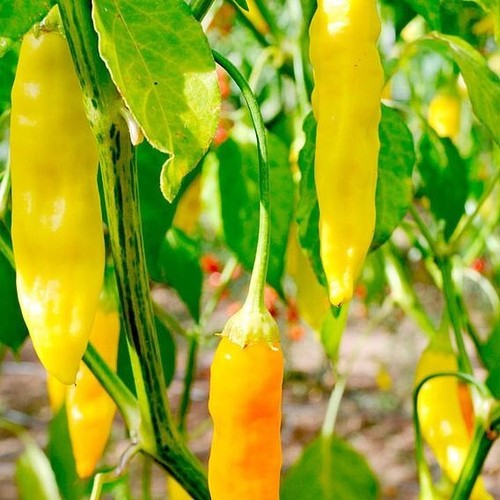 Organic aji amarillo - organic, peru