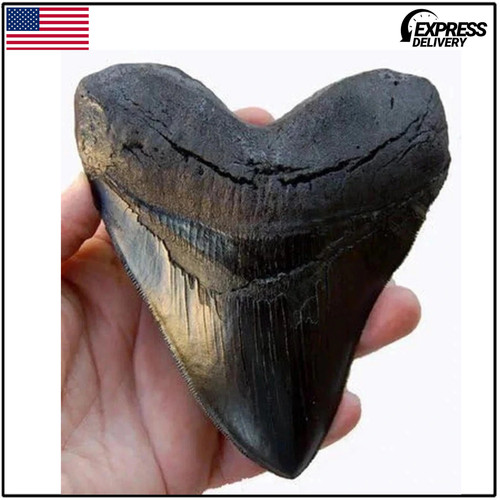 Inch megalodon tooth - 5.5,
